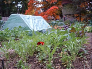 Kenny Point's Lower Paxton garden in fall
