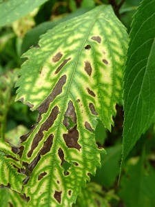 leafspot.close