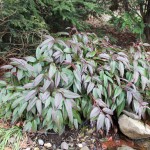 leucothoe.fontanesiana.rainbow.jan1