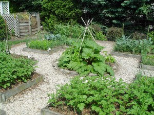 myyard.veg.garden.horiz6-11