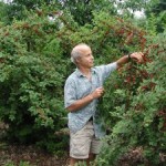 Fruits You Can Actually Grow at Home