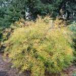 spirea.mellow.yellow.jan1