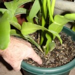 Holiday Plant Survival Tips