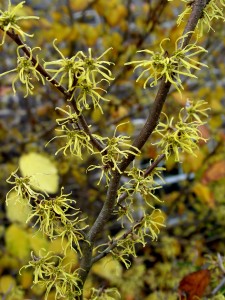 witchhazel.flowers