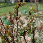 Pruning and the Weather