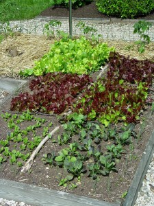 blocks.of.greens