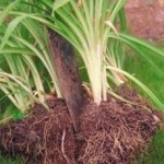 How to divide perennials
