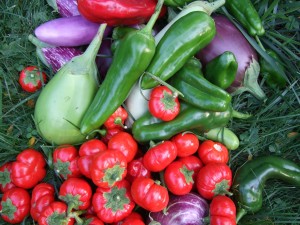 harvested hot peppers and eggplants