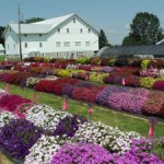 Super Flowers