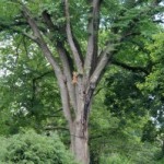 Microbursts, Ticks, Etc.