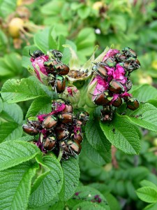 japbeetle.orgy.rose