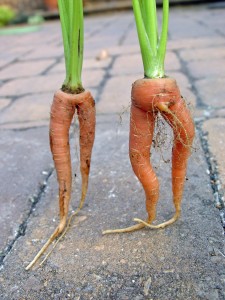 carrots.forked