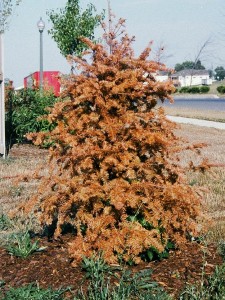 drought.killed.spruce2