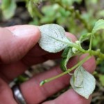 Doom for impatiens?