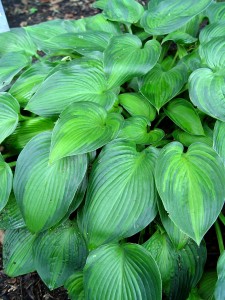 hosta.sagae2