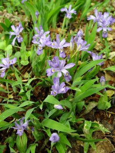 iris.cristata