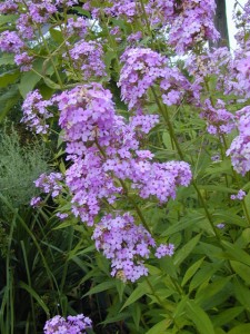 phlox.jeana1