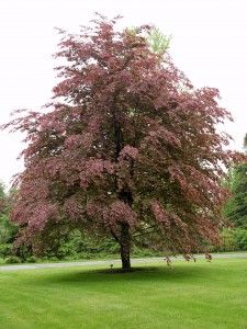 tricolorbeech.full