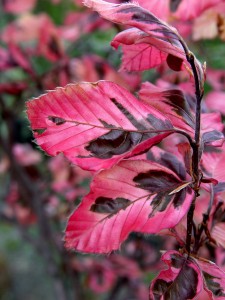 tricolorbeech