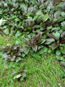 Ajuga creeping its way out into a lawn.