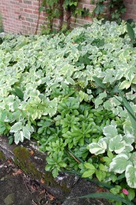 Bishop's weed and pachysandra duking it out.