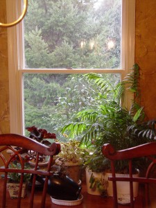 Not all houseplants need bright light.