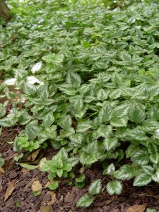 Lamiastrum creeping away.