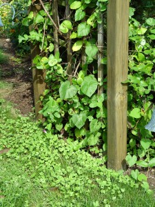 Morning glories that have seeded into the nearby lawn.