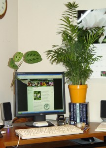 Chlorophyll addiction satisifed...