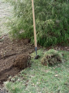 Sod pieces, stripped by hand and rolled in manageable sizes.