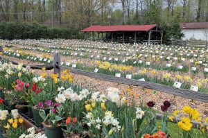 The Catalogue Garden out front.