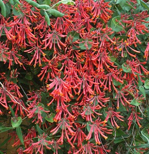 Honeysuckle 'Major Wheeler'