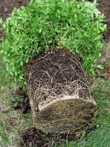 Washing off the container soil corrects circling-root problems.