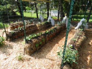 A garden of straw bales... no soil needed.