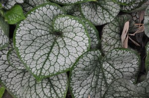 Brunnera 'Sea Heart.'