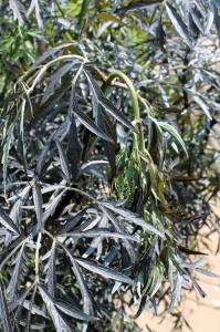 'Black Lace' elderberry reacts to the sudden heat and light...