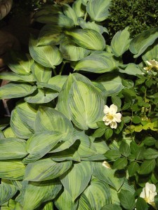 Hosta