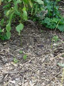 Wood chip mulch.