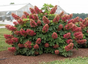 Hydrangea