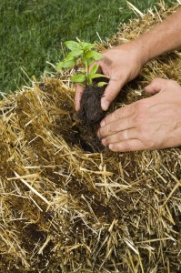 Transplants get inserted into the bales once they're conditioned over about 12 days.