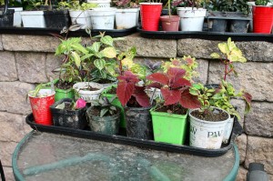 Botanical orphans looking for some soil.