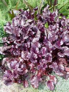 Red beet