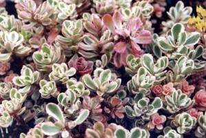 Sedum