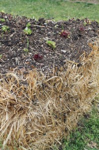 A light layer of potting mix across the top of a bale allows for direct-seeded crops.