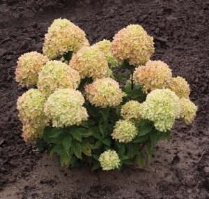 Hydrangea 'Little Lime.'