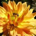 What Gardeners Want and What They Get Are Two Different Things