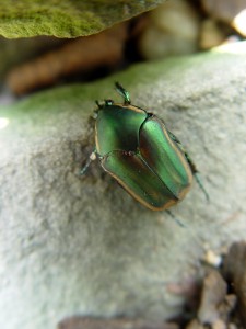 An adult June beetle.