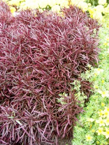 Alternanthera (this one is 'Red Threads') is one of the best species for Mosaiculture.