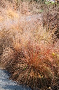 Ornamental grass