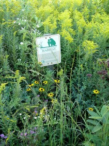 Native-plant gardening is a hot trend (and hot button) lately.
